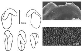  Cotyledon, embryo, and testa:  N. carmichaeliae  J.D. Hooker - embryo, cotyledons, and testa SEMs.
