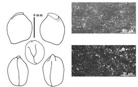  Cotyledon, embryo, and testa:  O. tesota  A. Gray - embryo, cotyledons, and testa SEMs.
