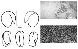  Cotyledon, embryo, and testa:  O. pubescens  C. Linnaeus - embryo, cotyledons, and testa SEMs.
