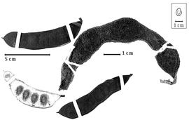  Fruit and seed:  P. elachistophylla  (A. Gray ex S. Watson) Britton amp; J.N. Rose - top right fruit;  P. leptophylla  (A.P. de Candolle) Britton amp; J.N. Rose - left and bottom fruits (3).
