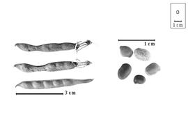  Fruit and seed:  P. thompsoniae  S. Watson - fruits; P. spp. - seeds.
