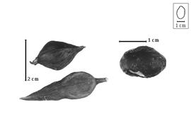  Fruit and seed:  P. xylophylloides  (J.G. Baker) D.J. Du Puy, J.-N. Labat & B.D. Schrire - fruits and damaged seed.
