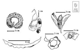  Fruit and seed:  P. dulce  G. Bentham - bottom center dehiscent fruit;  P. keyense  Britton ex Britton & J.N. Rose - bottom right seed in situ;  P. lanceolatum  (Humboldt & Bonpland) G. Bentham - top right seeds in situ, bottom left fruit;  P. macrosiphon  Standley - top left dehiscent fruit;  P. unguis-cati  (C. Linnaeus) G. Bentham - top center seeds in situ.
