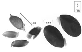  Fruit and seed:  P. axillaris  G. Bentham - fruit with calyx, valves, and seeds.
