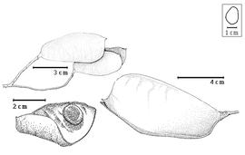  Fruit and seed:  P. emarginatus  (Hutchinson & Dalziel) J.J.G. Léonard - top left fruit cluster with intact and dehisced fruits, bottom left seed in situ;  P. multijuga  (H.A.T. Harms) J.J.G. Léonard - bottom right fruit.
