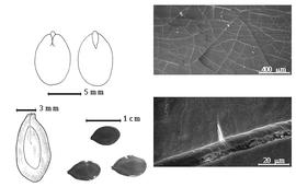  Seed, cotyledon, embryo, and testa:  P. foliolosa  G. Bentham - bottom left seed topography, top left cotyledons concealing all but radicle tip (L) and embryonic axis (R), testa SEMs;  P.  spp. - bottom left center seeds.
