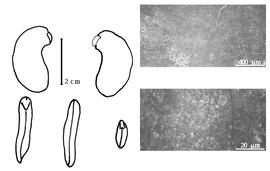  Cotyledon, embryo, and testa:  P. regnellii  G. Bentham - embryo, cotyledons, and testa SEMs.
