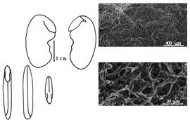  Cotyledon, embryo, and testa:  P. filipes  G. Bentham - embryo, cotyledons, and testa SEMs.
