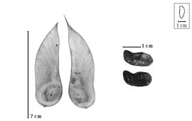  Fruit and seed:  P. elegans  J.R.T. Vogel - fruits and seeds.
