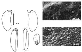  Cotyledon, embryo, and testa:  P. elegans  J.R.T. Vogel - embryo, cotyledons, and testa SEMs.
