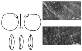  Cotyledon, embryo, and testa:  P. hirsutum  (S.T. Dunn) F.N. Hepper - embryo, cotyledons, and testa SEMs.
