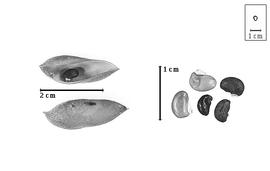  Fruit and seed:  P. sericea  (H.C. Andrews) R. Brown - valves; P. spp. - seeds.
