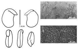  Cotyledon, embryo, and testa:  P. caramanicus  P.E. Boissier & T.H.H. von Heldreich - embryo, cotyledons, and testa SEMs.
