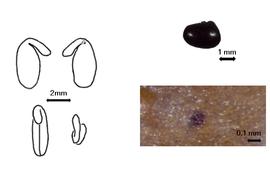  Cotyledon, embryo, and testa:  P. alpestre  (F.J.H. von Mueller) M.D. Crisp & P.H. Weston - embryo, cotyledons, and testas.
