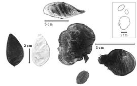  Fruit and seed:  P. amazonica  (W.A. Ducke) W.A. Ducke - left fruits;  P. effusa  (J.E. Huber) Ducke - top fruit;  P.  spp. - bottom right seeds.
