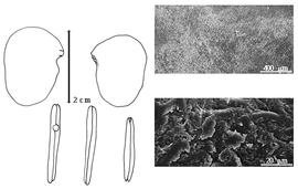  Cotyledon, embryo, and testa:  P. amazonica  (W.A. Ducke) W.A. Ducke - embryo, cotyledons, and testa SEMs.
