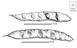  Fruit:  P. procera  C.B. Presl - top seeds in situ, bottom fruit.
