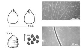  Seed, cotyledon, embryo, and testa:  P. procera  C.B. Presl - top left cotyledon auriculate and concealing radicle margins (L) and embryonic axis (R), bottom far left seed topography, bottom left center seeds, testa SEMs.
