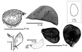  Fruit and seed:  P. brachycarpa  (A. Gray) B.B. Simpson - top left fruit, bottom far left fruit;  P. jamesii  (Torrey & A. Gray) Walpers - bottom right seeds, top center fruit, bottom center fruit.
