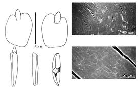  Cotyledon, embryo, and testa:  P. jamesii  (Torrey & A. Gray) Walpers - embryo, cotyledons, and testa SEMs.
