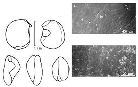  Cotyledon, embryo, and testa:  P. pervilleana  (H.E. Baillon) R. Viguier - embryo, cotyledons, and testa SEMs.
