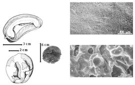  Seed and testa:  P. copaifera  A.H.R. Grisebach - top left seed in situ (transection), bottom far left seed topography with lighter area representing testa, left center seed, testa SEMs.
