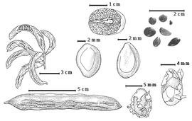  Fruit and seed:  P. farcta  (D.C. Solander ex Russell) Macbride - top center fruit with seed in situ, right center seed topography;  P. kuntzei  H.A.T. Harms - bottom left fruit;  P. palmeri  S. Watson - top left fruit cluster, left center seed topography, bottom right center seed with exfoliating cuticle;  P. pubescens  G. Bentham - bottom far right seed with exfoliating cuticle;  P.  spp. - top right seeds.
