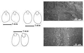  Cotyledon, embryo, and testa:  P. farcta  (D.C. Solander ex Russell) Macbride - top left center cotyledons not concealing radicle (L) and embryonic axis (R); P . palmeri  S. Watson - testa SEMs, top far left cotyledons not concealing radicle (L) and embryonic axis (R);  P. pubescens  G. Bentham - bottom left cotyledons not concealing radicle (L) and embryonic axis (R).
