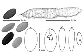  Fruit, seed, cotyledon, and embryo:  P. guachapele  ( K.S. Kunth) H.A.T. Harms - top fruit, left seeds, and bottom right embryo, and cotyledons.
