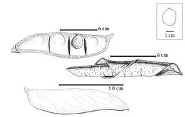  Fruit and seed:  P. mengei  (De Wildman) L.L. Hauman - top seed in situ [after Léonard, 1952], center enrolled valve, bottom fruit [after Léonard, 1952].
