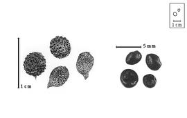  Fruit and seed:  P.  spp. - fruits and seeds.
