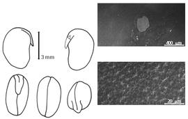  Cotyledon, embryo, and testa:  P. lanceolatum  (F.T. Pursh) P.A. Rydberg - embryo, cotyledons, and testa SEMs.
