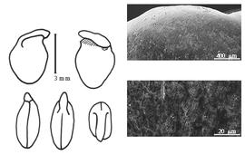  Cotyledon, embryo, and testa:  P. arborescens  (J. Torrey) R.C. Barneby - embryo, cotyledons, and testa SEMs.
