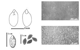  Seed, cotyledon, embryo, and testa:  P. nitens  E.L.R. Tulasne - top left cotyledon auriculate and concealing lower 1/2 of radicle (L) and embryonic axis (R), bottom far left seed topography, bottom left center seeds, testa SEMs.
