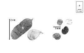  Fruit and seed:  P. biflorum  (E.H.F. Meyer) R.K. Brummitt - fruits;  P.  spp. - seeds.
