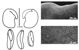  Cotyledon, embryo, and testa:  P. contortum  (N.E. Brown) R.K. Brummitt - embryo, cotyledons, and testa SEMs.
