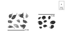  Fruit and seed:  P.  spp. - fruits within calyx (closed and dehisced) and seeds.
