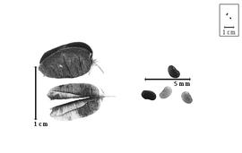  Fruit and seed:  P. lutescens  (J.L.M. Poiret) A.K. Schindler - fruits and seeds.
