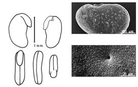  Cotyledon, embryo, and testa:  P. lutescens  (J.L.M. Poiret) A.K. Schindler - embryo, cotyledons, and testa SEMs.
