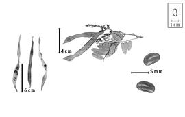  Fruit and seed:  P. alasoa  D.J. Du Puy & J.-N. Labat - left fruits and right seeds;  P. ambatoana  (H.E. Baillon) D.J. Du Puy & J.-N. Labat - top fruits.
