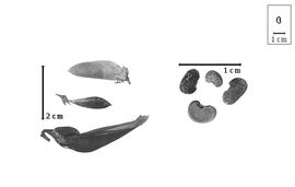  Fruit and seed:  R.  spp. - fruits and seeds.
