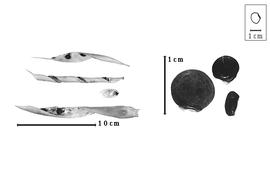  Fruit and seed:  R. strobilophora  (B.L. Robinson) J.N. Rose - fruits; R. spp. - seeds.
