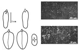  Cotyledon, embryo, and testa:  R. girolae  C.L. Spegazzini - embryo, cotyledons, and testa SEMs.
