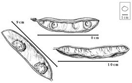  Fruit and seed:  R. amazonicum  (W.A. Ducke) W.A. Ducke - top fruit, bottom right dehisced fruit, left seeds in situ.
