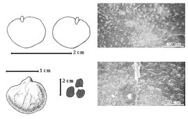  Seed, cotyledon, embryo, and testa:  R. amazonicum  (W.A. Ducke) W.A. Ducke - top left cotyledon notched and investing exposed radicle (L) and embryonic axis (R), bottom far left seed topography, bottom left center seeds, testa SEMs.
