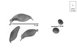  Fruit and seed:  R. sphaerosperma  A.P. de Candolle - seeds; R. spp. - fruits.
