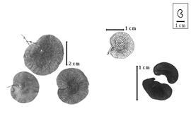  Fruit and seed:  R. graciliflora  H.A.T. Harms - top center fruit; R. spp. - left fruits and right seeds.
