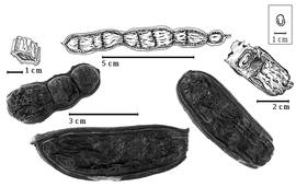  Fruit and seed:  S. saman  (N.J. von Jacquin) E.D. Merrill - fruits, partial fruit, fruit segment, and seed in situ.
