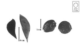  Fruit and seed:  S. usambarense  H.A.T. Harms - seeds; S. spp. - fruits.
