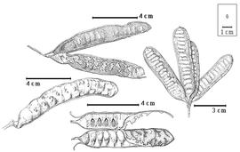  Fruit and seed:  S. fosbergii  Nevling & Niezgoda - top left fruit cluster;  S. insularum  (Guillemin) A.E. Burkart - bottom left fruit, bottom seeds in situ;  S. novoguineensis  (O. Warburg) Verdcourt - right fruit cluster
